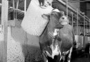 瑞典公司发明奶牛洗澡机号称经常洗产量提升