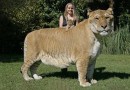 世界最大狮虎兽亮相体重超800斤全球仅两只