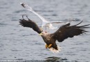 挪威峡湾上空勇敢海鸥大战海雕