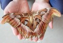 江西吉水惊现巨型蛾蝶翅膀伸平达23厘米