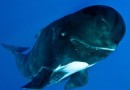 地中海6米长巨头鲸见到镜头会微笑吐泡泡