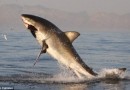南非大白鲨跃出水面捕食海狗瞬间