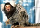 全球最小猴子现身马来西亚宠物店